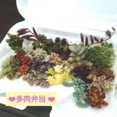 ミニチュアベンチのチマチマ寄せ*そのまま飾れる多肉植物の寄せ植え
