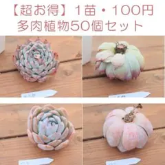 【お得・１苗100円】エケベリアがメインの５０個セットＡ（多肉植物）