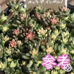 ゆかりん様 リクエスト 2点 まとめ商品