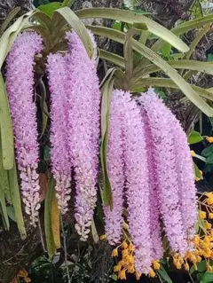 アズにゃ様 リクエスト 2点 まとめ商品