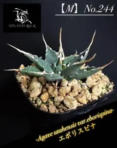 2025年最新】エボリスピナ陽炎の人気アイテム - メルカリ