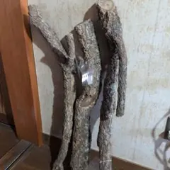 1点物】極希少☆極美品カイロウドウケツ 縁起物 深海生物 25-30cm 標本