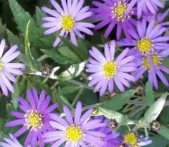 そうしん様 リクエスト 2点 まとめ商品