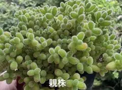 1580 多肉植物 ドロサンテマム 蜜橘 カット苗 1カットのサムネイル