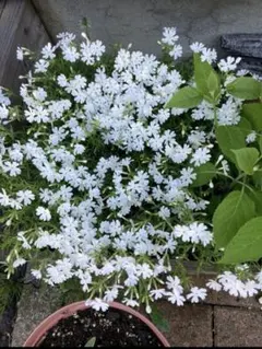 芝桜　ホワイト　苗　根付き　毎年咲く　グランドカバー　⑥ 来年用のサムネイル
