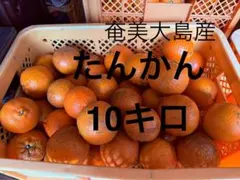 奄美大島産 たんかん 10キロ