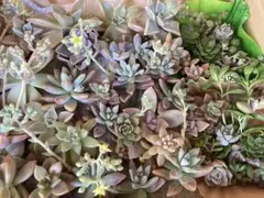 春の多肉寄せ植えセット【宅急便コンパクト発送】