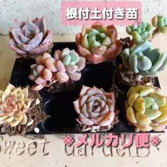 702.多肉植物☆人気☆韓国レア苗　グレース、女雛錦　他８苗　※メルカリ便※