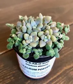 そのまま飾れます　多肉　姫秀麗　サボテン　寄せ植え　育て方メモつき❤️のサムネイル