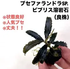 ◇特◇ブセファランドラSP.ホワイト溶岩石（多頭株） #ブセさかな屋