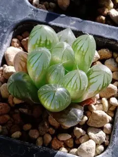 専用！ハオルチア　ブラックオブツーサ×OB-3と小紫オブツーサ小苗　抜き苗