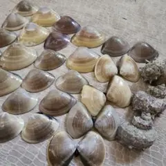 貝殻まとめて➂