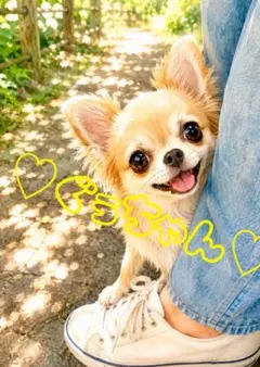 《一点限り》チワワ 飼い主の足元で甘える