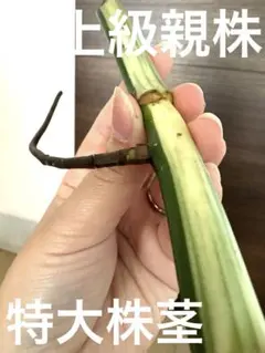 2025年最新】斑入りモンステラ ホワイトタイガーの人気アイテム