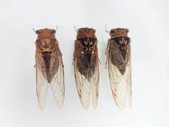 ダイトウヒメハルゼミ オス 標本 - メルカリ
