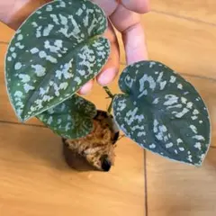 Scindapsus pictus Nohkan nayan Ambalauのサムネイル