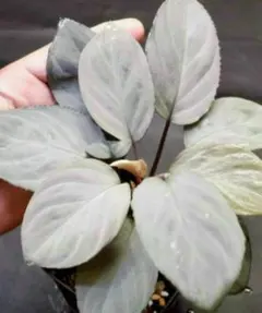 朝方迄限定価格【大きめ】Homalomena sp"Silver Leaf"のサムネイル