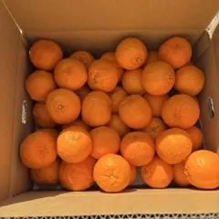 愛媛県産　今津ポンカン　5キロおまけ付き　九州専用