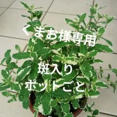 ミント(パイナップル アップル オレンジ スペア ペパー)