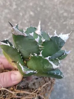 2025年最新】 アガベ シーザー セットの人気アイテム - メルカリ