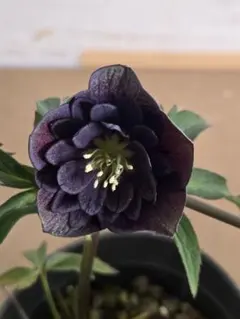 Pinky様 リクエスト 2点 まとめ商品