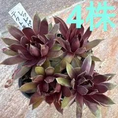 センペルビウム テクトラムレッドパープル【抜き苗】多肉植物 - メルカリ