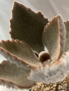 葉裏に特徴あり♡ カランコエ族 ファング♡ 大きめ 抜き苗発送のサムネイル