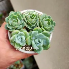 多肉植物ちょこん おらいさん苗 カット苗ミックスベリア - メルカリ