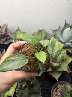 Homalomena sp. “銀鮫” Aceh【LA0616-04】 - メルカリ