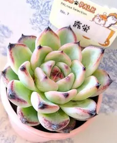 露蛍　コッペチーノ札付きポットごとファームパルクさん苗メルカリ便 コッペチーノ札付きポットごとメルカリ便ファームパルクさん苗 - メルカリ