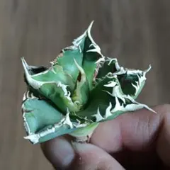 2026年最新】アガベ大白鯊の人気アイテム - メルカリ