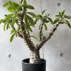 パキポディウム マカイエンセ魔界玉塊根植物 コーデックス - メルカリ