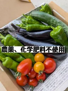 【自然栽培】農薬不使用 化学肥料不使用 除草剤不使用 野菜詰め合わせ 野菜セットのサムネイル