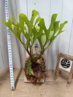 ⬛️速達 Darlingtonia ダーリングトニア 食虫植物 - メルカリ