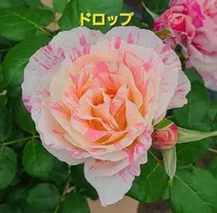 ひろココ♡様 リクエスト 2点 まとめ商品