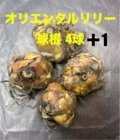 信州産カサブランカ球根 カサブランカ 球根 販売 | ユリ.net