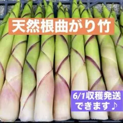 山形県産　根曲がり竹　姫竹　ネマガリダケ　森の凛さん採取予定　その147
