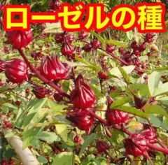 LizaLiu様 リクエスト 4点 まとめ商品