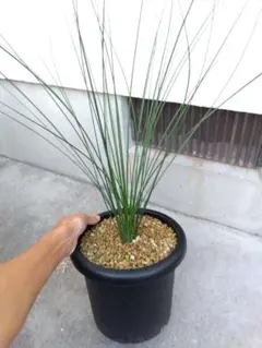 2025年最新】クサントロエアの人気アイテム - メルカリ