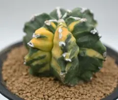 ランポー玉 ヘラクレス 台付き サボテン