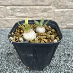 2025年最新】恵比寿笑いの人気アイテム - メルカリ