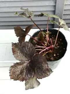 kâ☺︎ka様 リクエスト 2点 まとめ商品