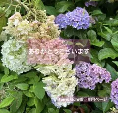 Tomokichi様♡おまとめ専用ページ