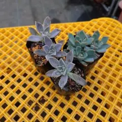 多肉植物朧月抜き苗のサムネイル