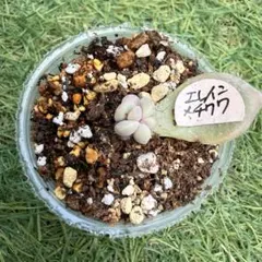 2026年最新】ミソップ苗の人気アイテム - メルカリ