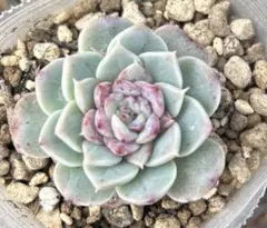 多肉植物✤レッドベルベット✤エケベリア