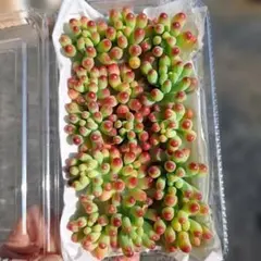 限定3多肉植物乙女心15カット小さめ苗