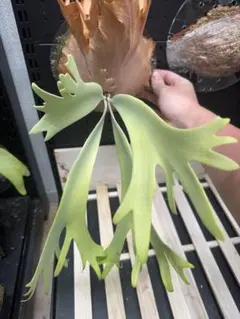 r*4様 ビカクシダ masayu pup 台湾 植享 - メルカリ