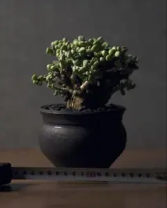 2025年最新】山中勇人 鉢の人気アイテム - メルカリ