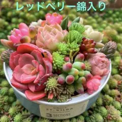 2026年最新】多肉リメ缶の人気アイテム - メルカリ